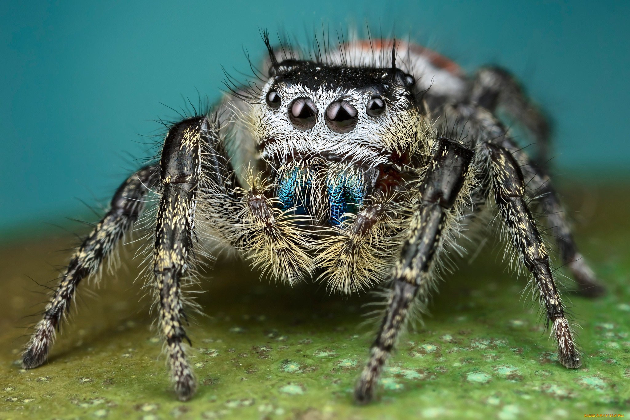 ��������, �����, ��������